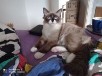 Ragdoll mit Stammbaum