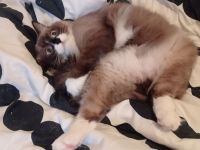 Wunderschöne, reinrassige Ragdoll Katze/Kater in liebevolle Hände abzugeben