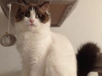 Ragdoll mit Stammbaum