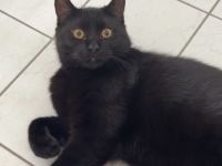 Kater sucht liebevolles Zuhause
