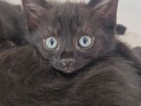 4 Kitten suchen liebevolles Zuhause