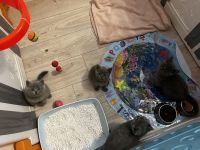 Britisch Kurzhaar Katzen