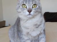 Wer hat ein Plätzchen für Schmusekatze Pila? Eilt sehr!