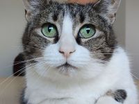 Artemisa braucht ganz ganz dringend einen Pflegeplatz (oder gleich ein Zuhause)!