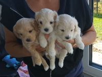 3 F1 A Maltipoo Welpen A Wurf Leutkirch Memmingen