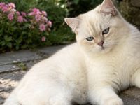 BKH DECKKATER