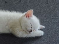 Wunderschöne BKH-Kitten in heller silbrig-blauer Farbgebung
