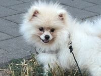 Pomeraner klein spitz