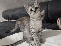Kitten