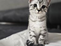 Britisch Kurzhaar Kitten