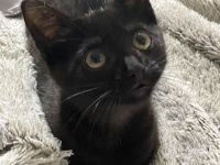 Süßes Kitten sucht ein liebevolles Zuhause