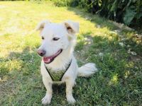 Kokonimix sucht ein Zuhause