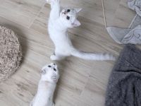 BKH Katzenbabys mit Stammbaum in silver-shaded-point
