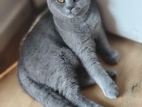 Reinrassige BKH Kitten (5 Monate) – Bube (Tabby) & Mädchen (Blau) 🐾