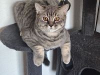 🐾 Zwei wunderschöne Britisch-Kurzhaar-Katzen suchen gemeinsam ein liebevolles Zuhause 🐾