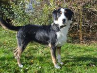 BENN, Schnauzer/Appenzeller/Entlebucher Mischling (kastriert)  SGB 450,00 €