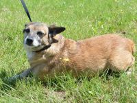 JOJO, Pinscher Mischling (kastriert) SGB 625,00 €