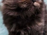 Reinrassige Perserkatze weiblich geimpft