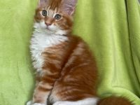 Maine Coon Mädchen in red cl. tabby white