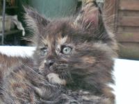 Typvolle Maine Coon Kitten mit Stammbaum