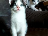 Kitten Babykatze Katze Kater Europäisch Kurzhaar abzugeben