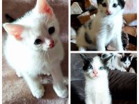 Kitten Babykatze Katze Kater Europäisch Kurzhaar abzugeben