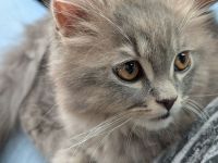 Zuckersüßes BLH Kitten