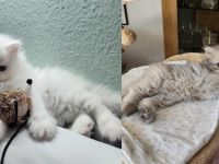 2 Perserkitten suchen ein wunderschönes Zuhause