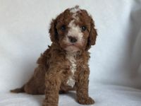 Lagotto Doodle x Zwergpudel Welpen