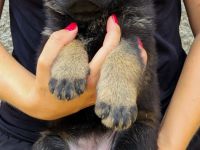 Deutsche Schäferhund Welpen FCI