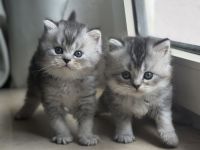 Unsere wunderschönen reinrassigen Britisch-Langhaar-Kitten suchen ein liebevolles Zuhause. 🐾❤️