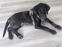 Traumhafter schwarzer Labrador Rüde aus Stammbaum-Verpaarung sucht Zuhause 🐾