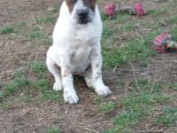 Boxer/Shar-pei mix Welpen