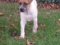 Molosser-Labrador Mix
