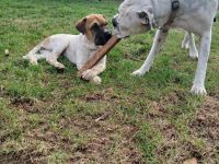 Boxer/Shar-pei mix Welpen