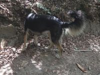 🐾 Akira sucht ein liebevolles Zuhause 🐾