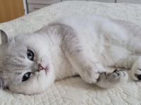 Reinrassige BKH Kitten, abgabebereit, 2 Jungen /1 Mädchen