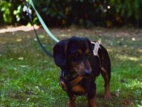 Anubis sucht seine Familie