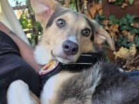 Laila sucht ein liebevolles Zuhause