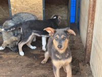 Gino sucht ein empathisches Zuhause