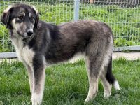 Zuhause gesucht für Lexi