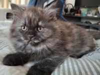 2 Britisch Langhaar Kitten mit Stammbaum suchen ihr Für-Immer-Zuhause