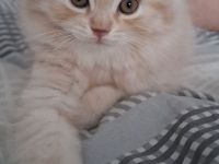 1 Britisch Kurzhaar & 3 Britisch Langhaar Kitten mit Stammbaum suchen ihr Für-Immer-Zuhause