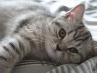 1 Britisch Kurzhaar & 3 Britisch Langhaar Kitten mit Stammbaum suchen ihr Für-Immer-Zuhause