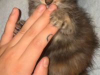 Britisch langhaar Katzen