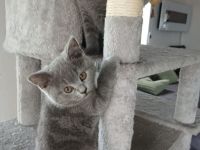 BKH Kitten blue reinrassig