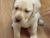 Labrador Rüde, gelb, mit Papieren, genetisch getestet