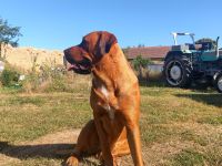 Mastiff-Rottweiler-Labrador Hündin