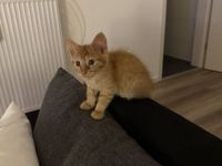 2 Baby Katzen suchen ein neues Zuhause
