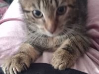 Süße Kitten suchen ein Zuhause ❤️
